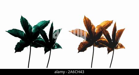 Die Clematis Blumen, auf Weiß gesetzt Stock Vektor