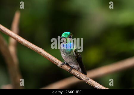 Ein Stecker, Blau-chested Kolibri, Amazilia amabilis, auf einem Zweig in der Rainforest Discovery Centre in Panama thront. Stockfoto