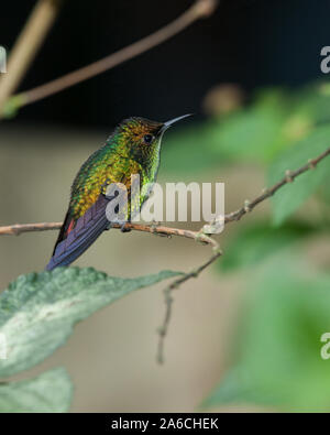 Ein männlicher Kupferfarben - vorangegangen Emerald Kolibri - Elvira cupreiceps - im Nebelwald von Costa Rica thront. Stockfoto