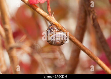 Schnecke in der Makroebene auf einem Zweig auf dem Hintergrund der roten Blätter Stockfoto