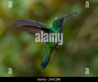 Ein Grün Violett - Ohr Kolibri - Colibri thalassinus - im Flug in der savegre Tal von Costa Rica. Stockfoto