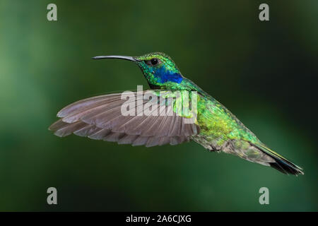 Ein Grün Violett - Ohr Kolibri - Colibri thalassinus - im Flug in der savegre Tal von Costa Rica. Stockfoto