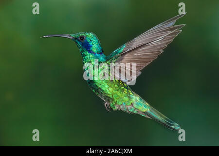 Ein Grün Violett - Ohr Kolibri - Colibri thalassinus - im Flug in der savegre Tal von Costa Rica. Stockfoto
