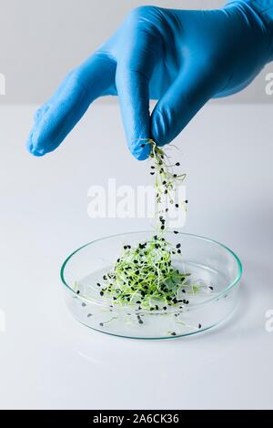 Konzeptionelle Bild der Pflanzenforschung und Gentechnik. Hand zählen die Sämlinge in der Petrischale. Stockfoto