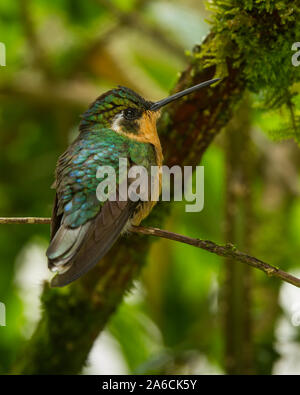 Ein Weibchen Grau-tailed oder Grau-tailed Mountaingem - Lampornis cinereicauda, auf einem Zweig in der savegre Tal von Costa Rica thront. Stockfoto