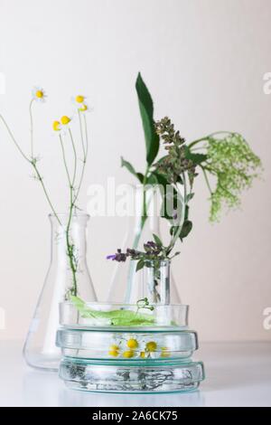 Botanischer Forschung, konzeptionelle Bild. Kamillenblüten (Familie Asteraceae), Thymian (Thymus vulgaris), elderflowers (Sambucus nigra), Linde (Tilia europeae) und Salbei (Salvia officinalis) Auf gestapelten Petrischalen. Stockfoto