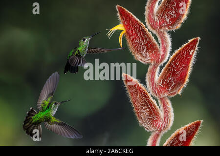 Zwei grüne - gekrönte Brillante, Kolibris, Heliodoxa jacula, für die gleiche Blume für die Fütterung konkurrieren. Costa Rica. Stockfoto