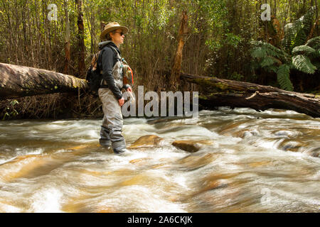 Weibliche Fly Fishing Guide Angeln am Fluss Taggerty, Victoria, Australien Stockfoto