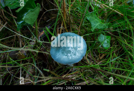 Blau Roundhead Pilz (Stropharia caerulea) Stockfoto