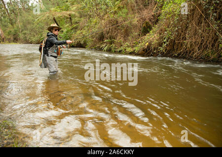 Weibliche Fly Fishing Guide Angeln am Fluss Steavenson, Victoria, Australien Stockfoto