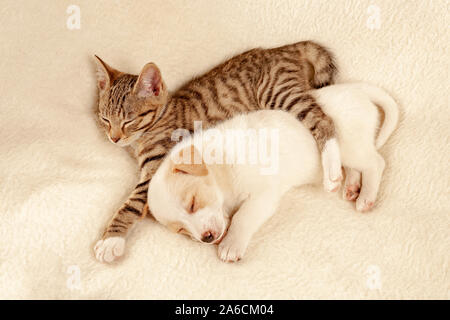 Junges Kätzchen und junger Hund schlafen friedlich nebeneinander | Porträt eines jungen Kätzchen und einen jungen Hund schläft friedlich neben einander. Stockfoto