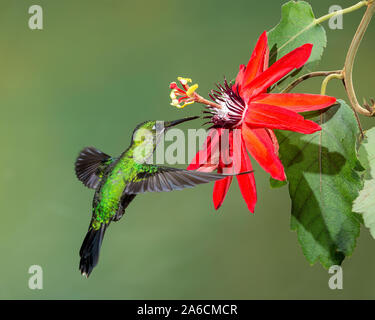 Ein männlicher Grün - gekrönte Brillante Kolibri, Heliodoxa jacula, Feeds auf dem Nektar von einer tropischen Passionsblume in Costa Rica. Stockfoto