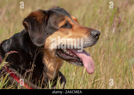 Porträt einer Mischung aus einem Berner Sennenhund und einer Deutschen Shephard. Stockfoto