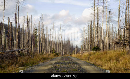 Straße durch einen Wald von toten Bäumen. Das Waldsterben im Nationalpark Harz, Sachsen-Anhalt, Deutschland, Europa. Stockfoto