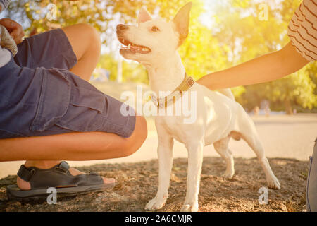 Ein energischer Hund Parson Russell Terrier Rasse in einem Kragen ist Spaß auf einer Gasse von einem grünen Park mit seinen jungen Besitzer in legere Kleidung. Weiß pup Stockfoto