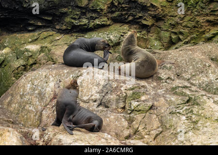 Seelöwen ruht auf einem Felsen in der Ballestas Inseln insouthern Peru Stockfoto