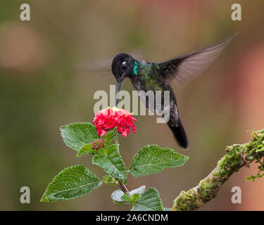 Ein männlicher herrlichen Hummingbird - Eugenes fulgens, Feeds auf eine tropische Blume in Costa Rica. Flash wurde verwendet, um teilweise die Bewegung der Freeze win Stockfoto