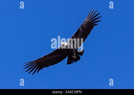 Condor im Flug im Colca Canyon in Peru. Stockfoto