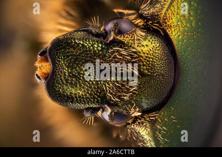 Rose Käfer, Cetonia aurata, Guldbagge Stockfoto