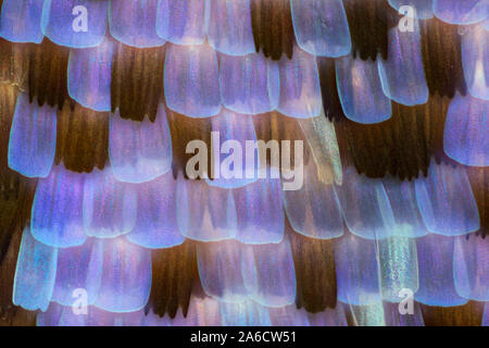 Puktörneblåvinge, gemeinsame Blau, Polyommatus icarus Stockfoto