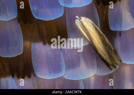 Puktörneblåvinge, gemeinsame Blau, Polyommatus icarus Stockfoto