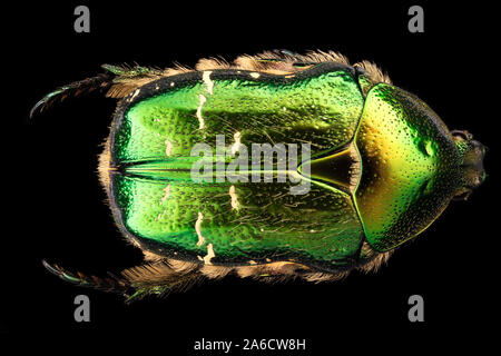Rose Käfer, Cetonia aurata, Guldbagge Stockfoto