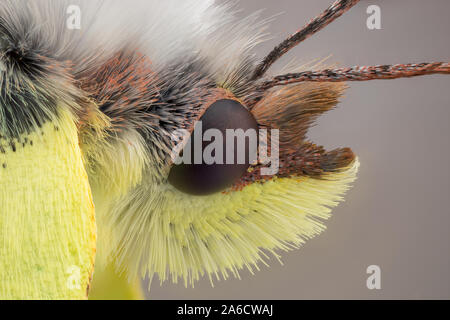 Gemeinsame Brimstone Gonepteryx rhamni, Citronfjäril, Stockfoto