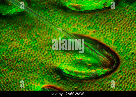 Rose Käfer, Cetonia aurata, Guldbagge Stockfoto