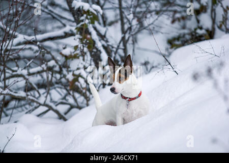 Kleine meist weißen Jack Russell Terrier Hund steht in tiefem Schnee auf einem bewaldeten Hügel Stockfoto