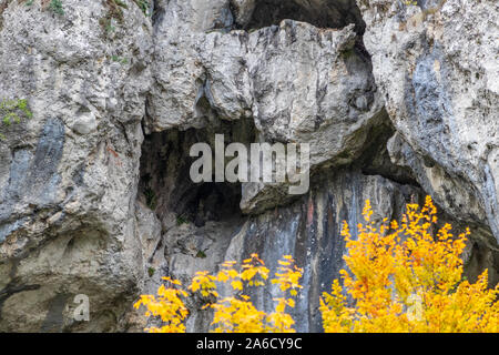 Kalkstein Felsen an der Donau in der Nähe von kelheim und Baum mit gelben Blätter im Herbst Stockfoto