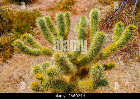 Nahaufnahme von einem einzigen Cholla Cactus Garden mit ungeöffneten Blüten in Joshua Tree National Park, Kalifornien Stockfoto