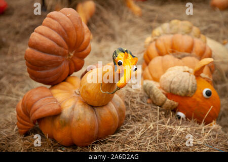 Kürbisse zu Ehren der Feier der Herbst und Halloween. Festival der Gemüse. lustig Türkei der Kürbisse. Stockfoto