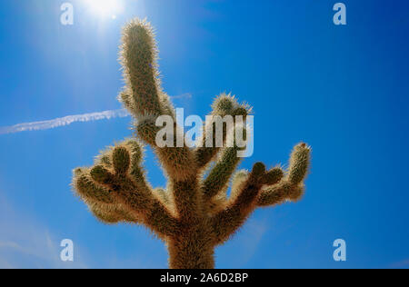 Nahaufnahme von einem einzigen Cholla Cactus Garden im Joshua Tree National Park, Kalifornien Stockfoto