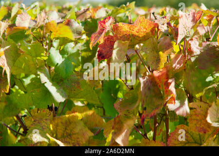 Grün, Rot, Gelb Wein leaces in der Sonne Stockfoto