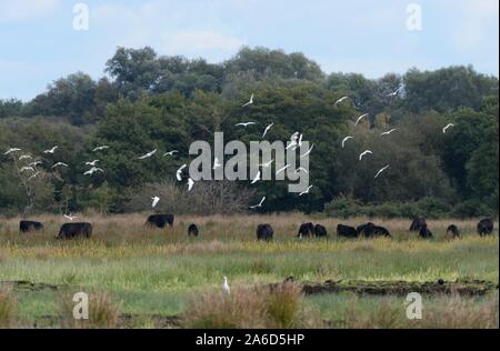 Kuhreiher (Bubulcus ibis) Herde fliegen über das Vieh weiden auf sumpfigen Weideland, Somerset, Großbritannien, Oktober 2019. Stockfoto