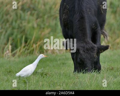 Kuhreiher (Bubulcus ibis) Futter für Insekten durch eine Beweidung Rind (Bos taurus) auf Weideland, Somerset, Großbritannien, Oktober gespült. Stockfoto