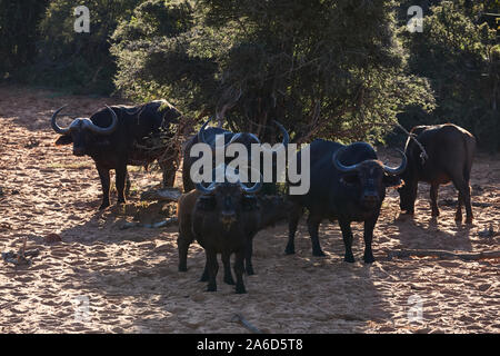 Gruppe Afrikanischer Büffel (Syncerus Caffer), im Gegenlicht in Namibia fotografiert. Stockfoto