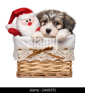 Cute Bichon Havaneser Welpe Hund in einem Korb mit ein wenig Santa Claus Plüsch toy - auf weißem Hintergrund Stockfoto