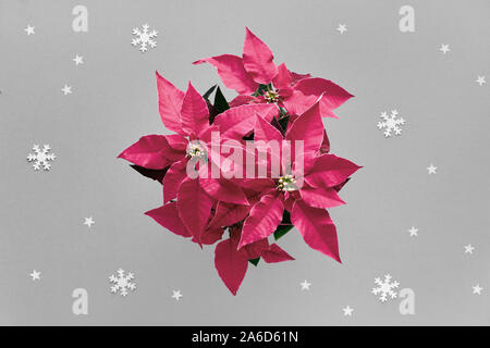 Leuchtend rote Weihnachtsstern, Weihnachtsfeier, flach auf Silber grauem Papier Hintergrund mit kleinen Sternen und Schneeflocken Stockfoto