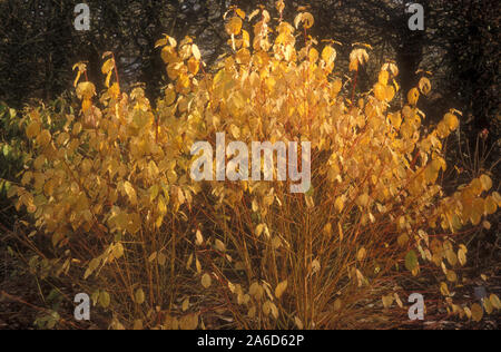 CORNUS SANGUINEA 'MIDWINTER FIRE' (Herbst). Cornus sanguinea ist als gemeinsame Hartriegel oder blutigen Hartriegel bekannt. Stockfoto