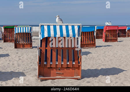 Eine Möwe sitzt auf einem Stuhl am Strand von Warnemünde in Mecklenburg-Vorpommern, Deutschland Stockfoto