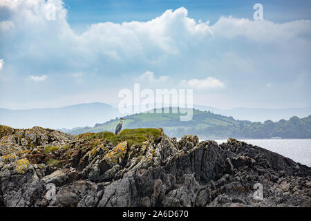 Graureiher (Ardea cinerea), der auf den Felsen der Küste der Bantry Bay ruht und auf Beute wartet. West Cork, Irland. Stockfoto