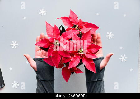 Hände halten roten Weihnachtsstern, Weihnachtsfeier, flach auf Silber grauem Papier Hintergrund mit kleinen Sternen und Schneeflocken legen Stockfoto