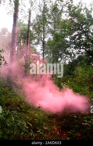 Rosa Rauch im Wald Stockfoto