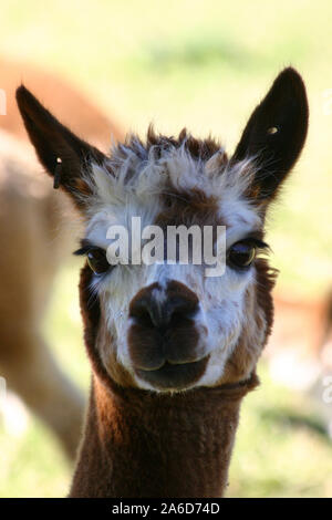 Kopf GESCHOSSEN VON EINEM LAMA (LAMA GLAMA), New South Wales, Australien Stockfoto