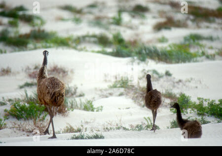 Eine FAMILIE VON EMUS (DROMAIUS NOVAEHOLLANDIAE) EUCLA NATIONALPARK, WESTERN AUSTRALIA Stockfoto