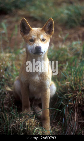 DINGO PUP, CANIS LUPUS DINGO IN EINEM WILDPARK AUSSERHALB VON MELBOURNE, VICTORIA, AUSTRALIEN. Stockfoto