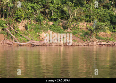 Umgestürzte Bäume entlang der Küstenlinie des Tambopata River im Regenwald von Madre de Dios, Peru Stockfoto