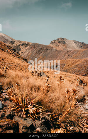 Grobe Vegetation für den Nationalpark Nevado de Toluca, Mexiko. Stockfoto