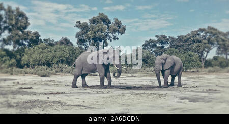 Zwei graue Elefanten in Namibia Stockfoto